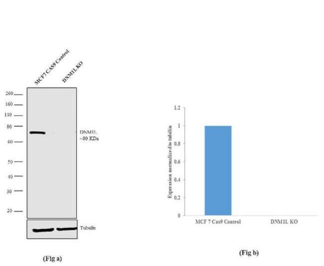 DNM1L Antibody