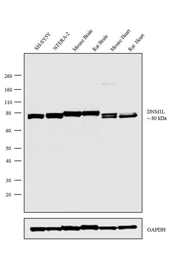 DNM1L Antibody in Western Blot (WB)