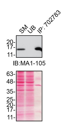 SOD1 Antibody in Immunoprecipitation (IP)