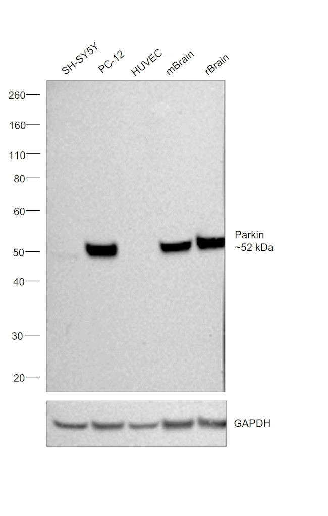 Parkin Antibody