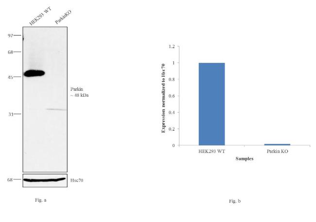 Parkin Antibody in Western Blot (WB)