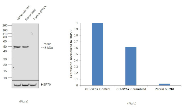 Parkin Chimeric Antibody