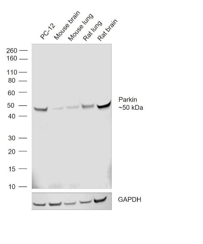 Parkin Antibody in Western Blot (WB)