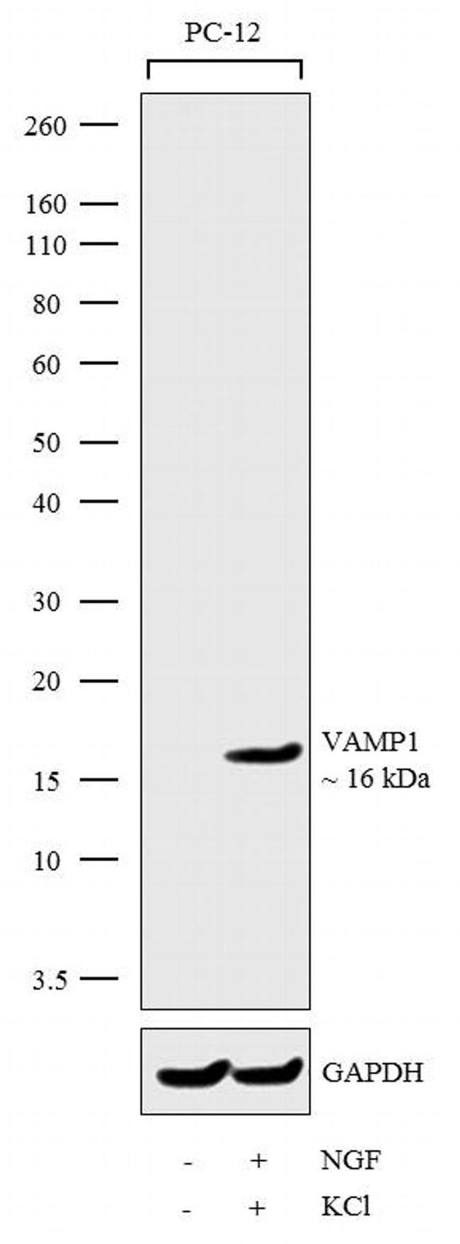 VAMP1 Antibody