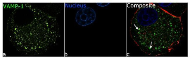 VAMP1 Antibody in Immunocytochemistry (ICC/IF)