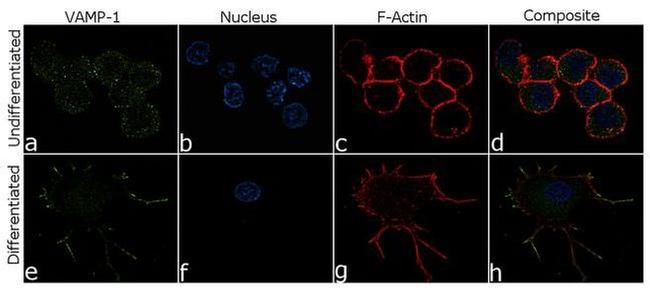 VAMP1 Antibody