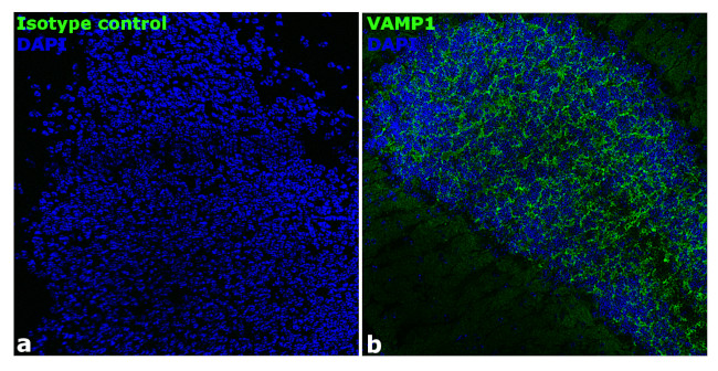 VAMP1 Antibody in Immunohistochemistry (Frozen) (IHC (F))