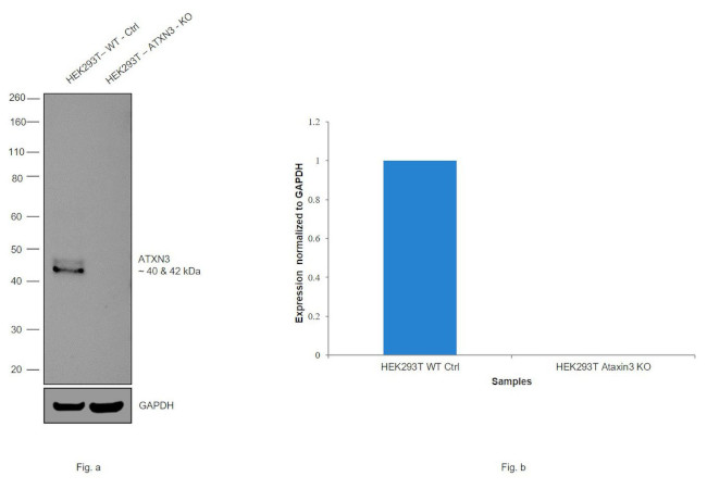 Ataxin 3 Antibody