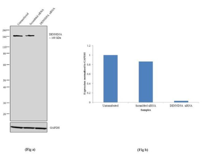 DENND5A Antibody