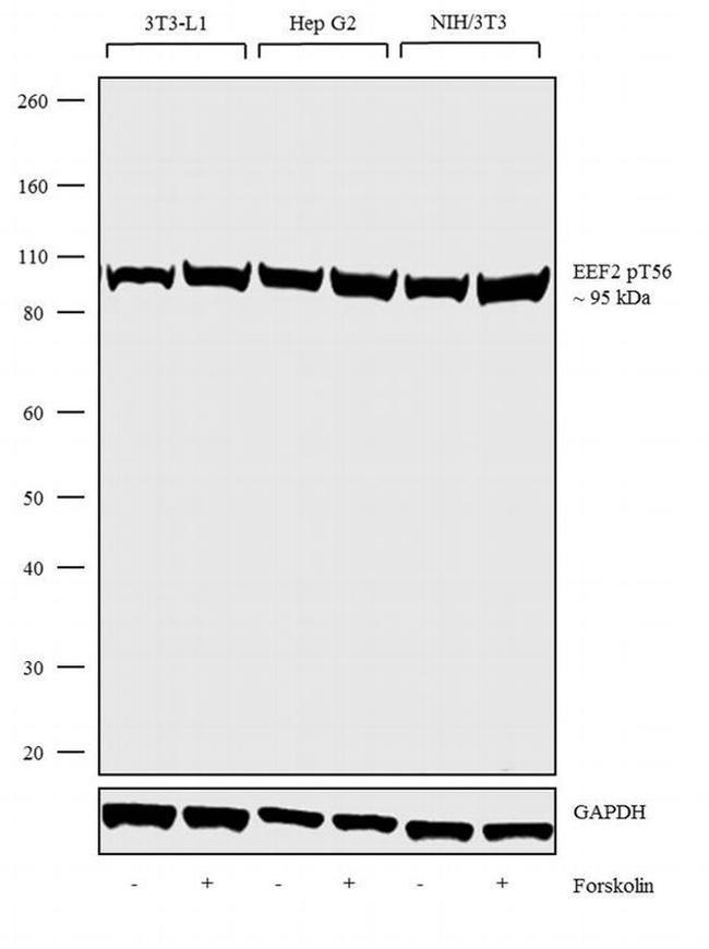 Phospho-EEF2 (Thr56) Antibody