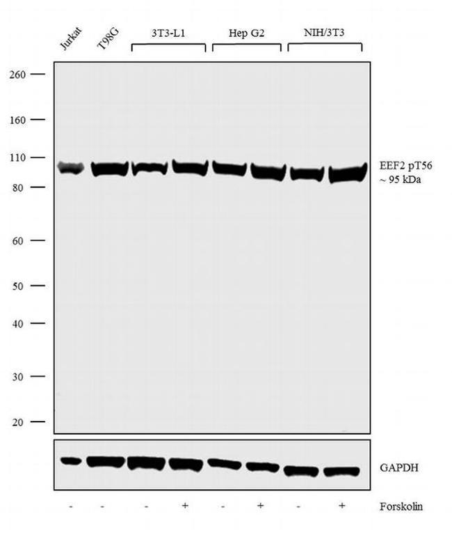 Phospho-EEF2 (Thr56) Antibody in Western Blot (WB)