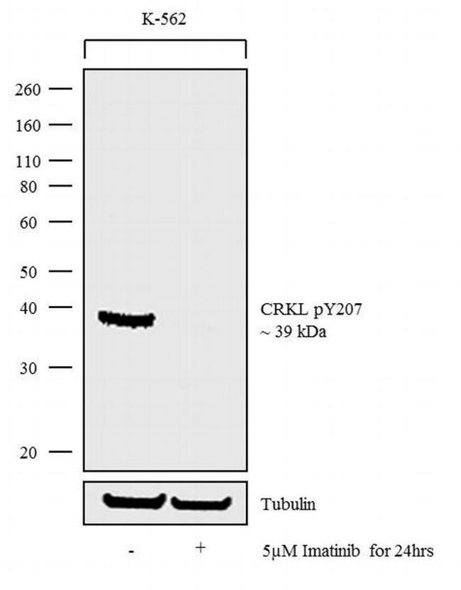 Phospho-CrkL (Tyr207) Antibody in Western Blot (WB)