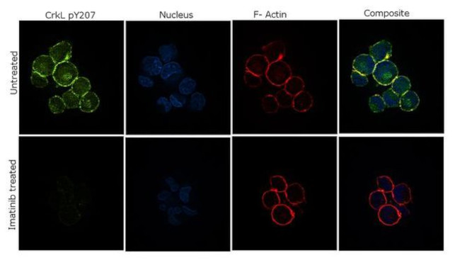 Phospho-CrkL (Tyr207) Antibody in Immunocytochemistry (ICC/IF)