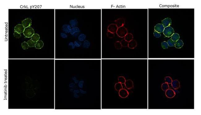 Phospho-CrkL (Tyr207) Antibody