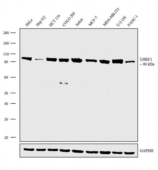 UHRF1 Antibody in Western Blot (WB)