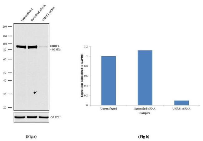 UHRF1 Antibody in Western Blot (WB)