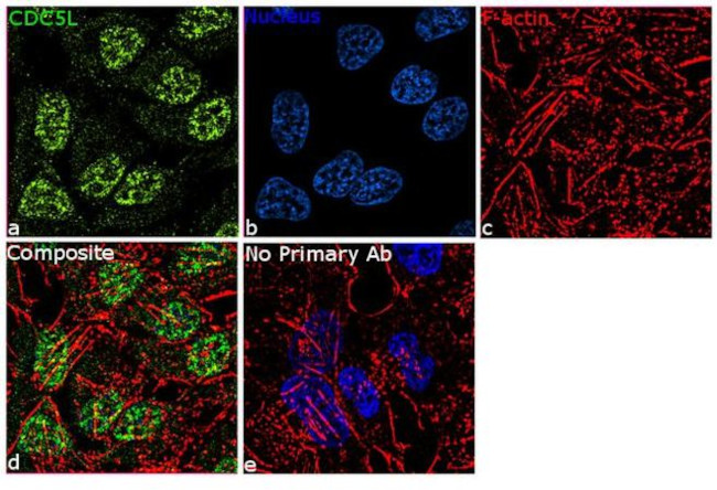 Cdc5L Antibody in Immunocytochemistry (ICC/IF)