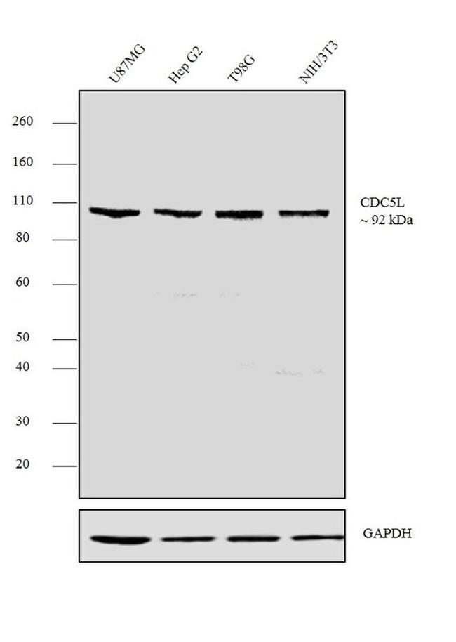 Cdc5L Antibody in Western Blot (WB)