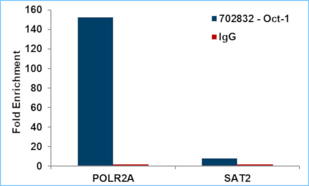 OCT1 (POU2F1) Antibody