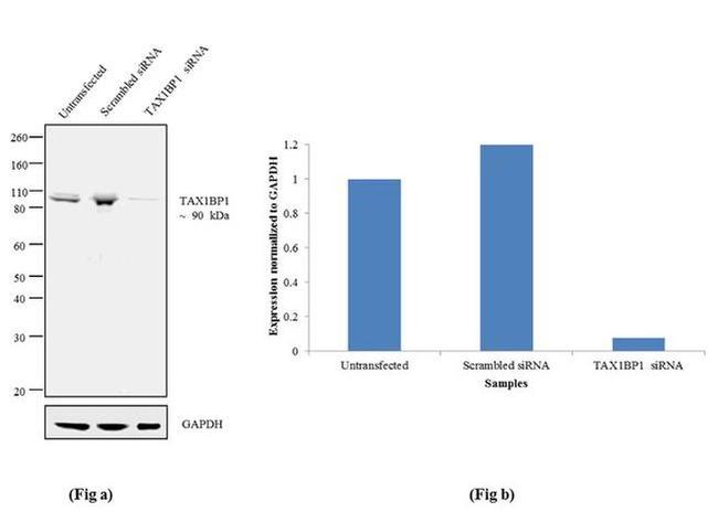 TAX1BP1 Antibody in Western Blot (WB)