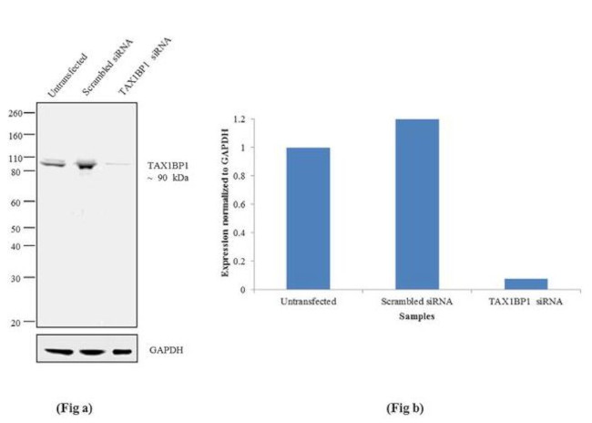 TAX1BP1 Antibody