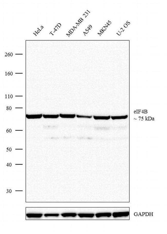 eIF4B Antibody in Western Blot (WB)