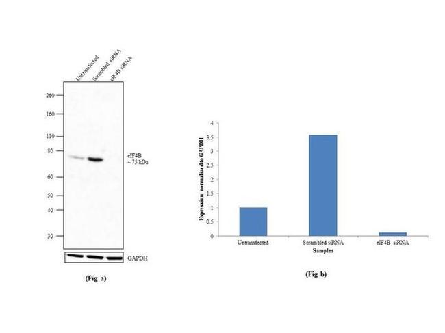 eIF4B Antibody in Western Blot (WB)