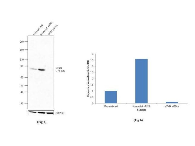 eIF4B Antibody