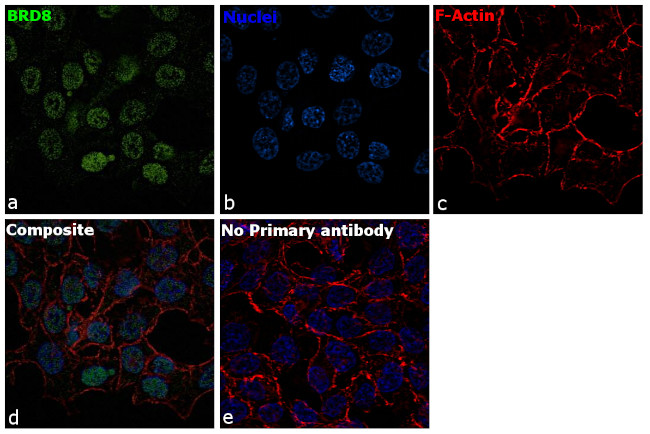 BRD8 Antibody in Immunocytochemistry (ICC/IF)