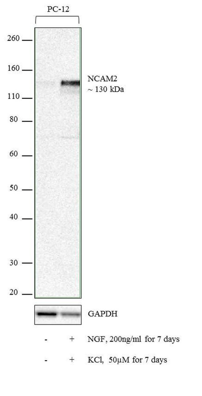 NCAM2 Antibody in Western Blot (WB)