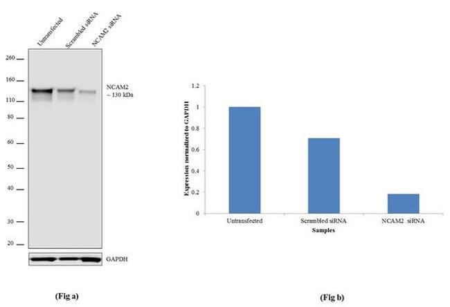 NCAM2 Antibody in Western Blot (WB)