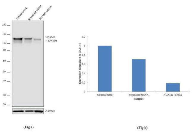 NCAM2 Antibody