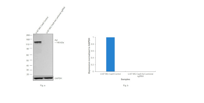 Axl Antibody