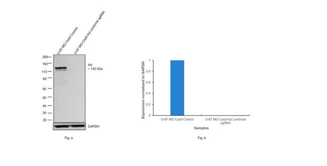 Axl Antibody in Western Blot (WB)