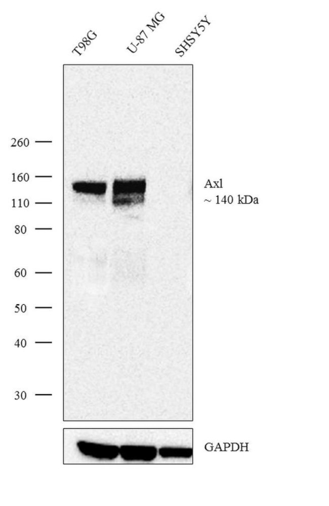 Axl Antibody