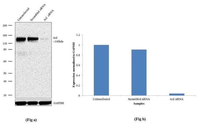 Axl Antibody in Western Blot (WB)