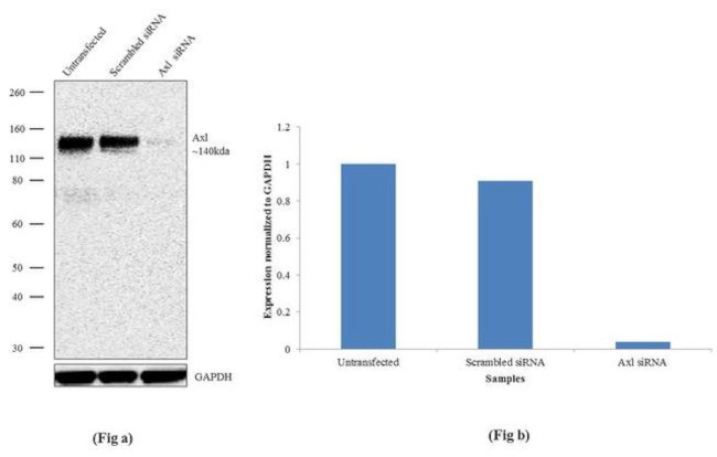 Axl Antibody