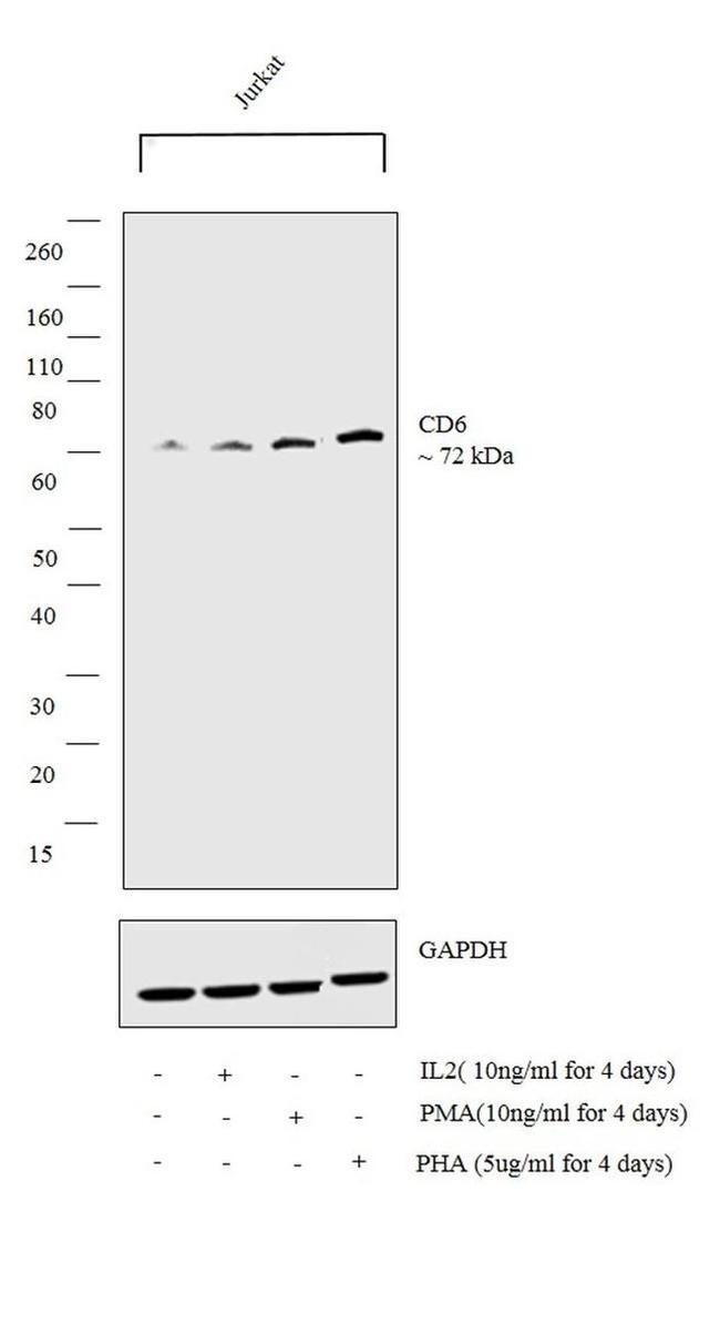 CD6 Antibody in Western Blot (WB)