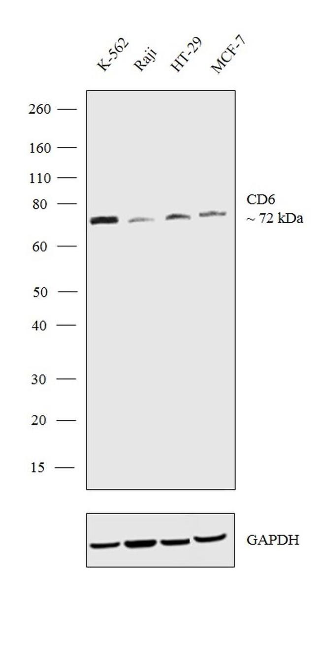 CD6 Antibody in Western Blot (WB)