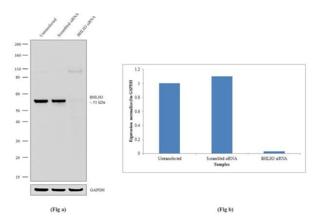 BHLHE41 Antibody