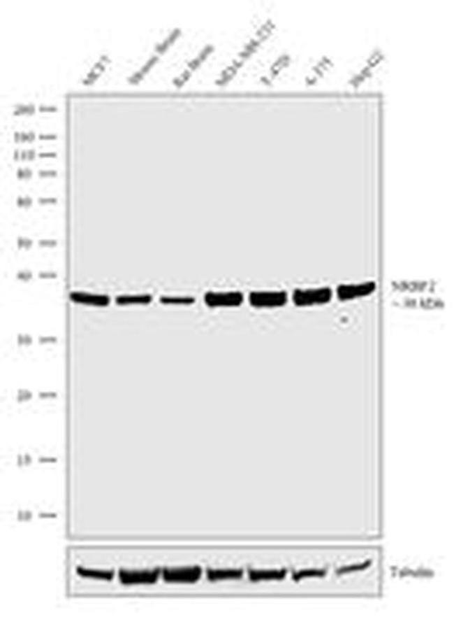 NRBF2 Antibody in Western Blot (WB)