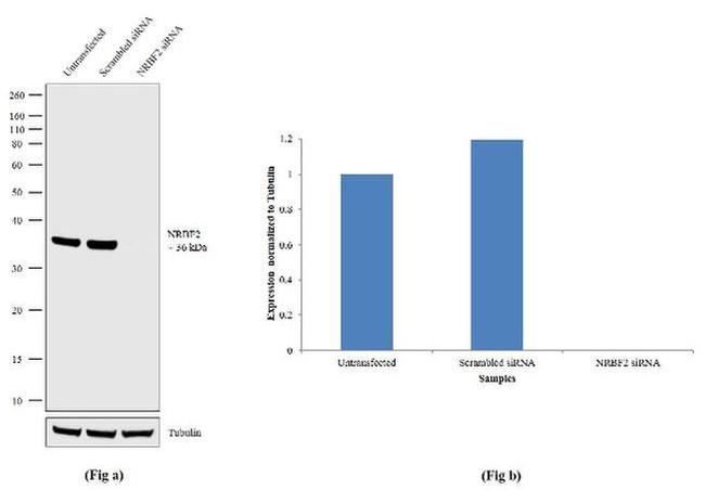 NRBF2 Antibody in Western Blot (WB)