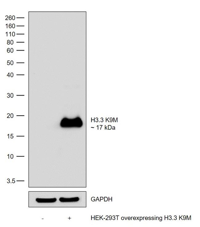 H3.3 K9M oncohistone mutant Antibody in Western Blot (WB)