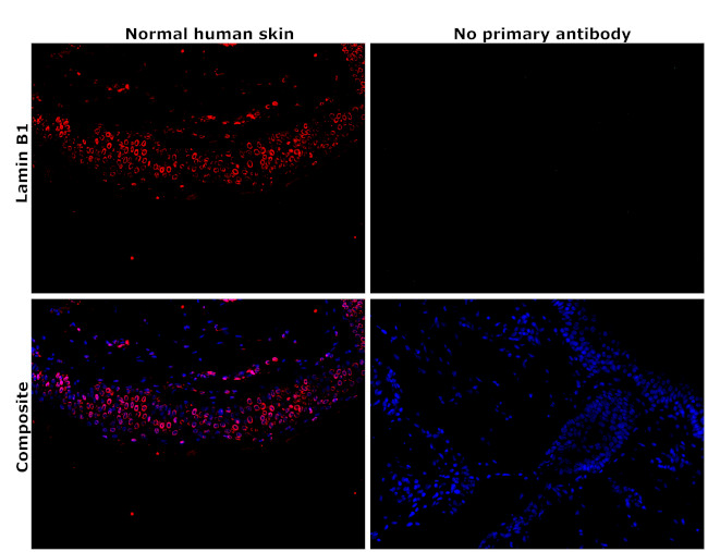 Lamin B1 Antibody in Immunohistochemistry (Paraffin) (IHC (P))