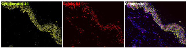 Lamin B1 Antibody in Immunohistochemistry (Paraffin) (IHC (P))