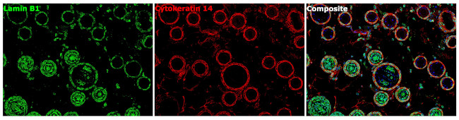 Lamin B1 Antibody in Immunohistochemistry (Paraffin) (IHC (P))