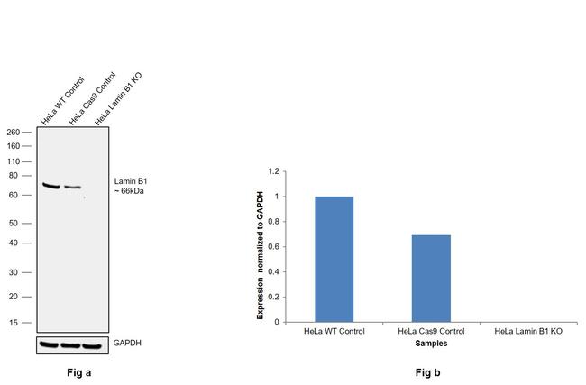 Lamin B1 Antibody in Western Blot (WB)