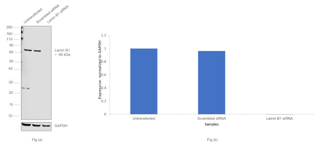 Lamin B1 Antibody in Western Blot (WB)