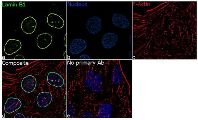 Lamin B1 Antibody in Immunocytochemistry (ICC/IF)