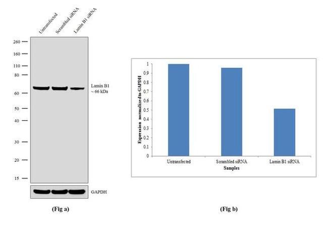 Lamin B1 Antibody in Western Blot (WB)